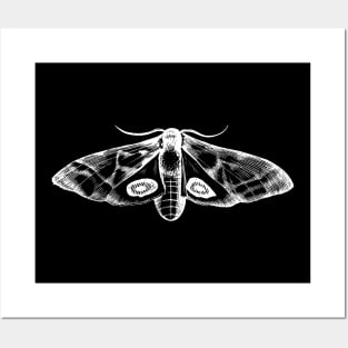 Dramabite Vintage moth illustration Posters and Art